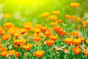 Fotooboi Cvety (115)